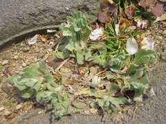 Pseudognaphalium affine
