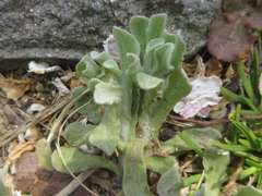 Pseudognaphalium affine