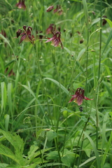 Aquilegia oxysepala