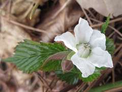 Rubus crataegifolius