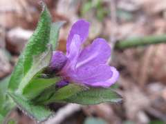 Aegonychon zollingeri