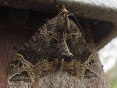 Ecliptopera umbrosaria