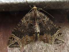 Ecliptopera umbrosaria