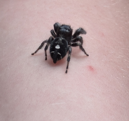 Bold Jumping Spider photographed in Kansas