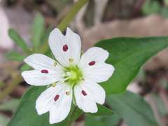 Pseudostellaria heterophylla