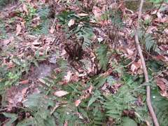 Dryopteris uniformis