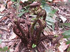 Dryopteris uniformis