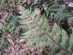Dryopteris uniformis