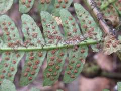 Dryopteris uniformis