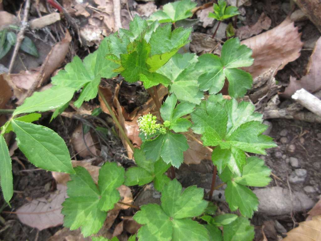 Sanicula tuberculata