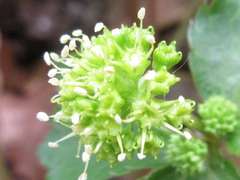 Sanicula tuberculata
