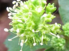 Sanicula tuberculata