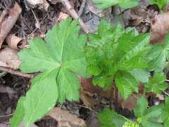 Sanicula tuberculata