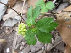 Sanicula tuberculata
