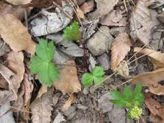 Sanicula tuberculata