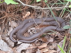 Coluber constrictor etheridgei