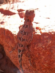 Tympanocryptis centralis