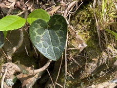 Hexastylis shuttleworthii