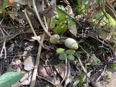 Hexastylis shuttleworthii
