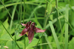 Aquilegia oxysepala