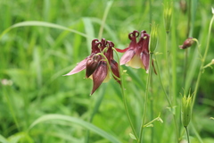 Aquilegia oxysepala