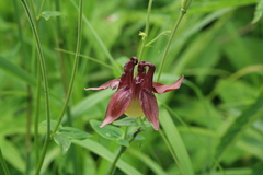 Aquilegia oxysepala