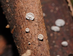 Marasmius alveolaris