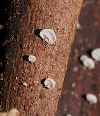 Marasmius alveolaris
