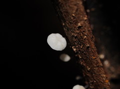 Marasmius alveolaris