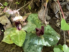 Trillium decumbens