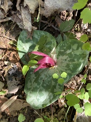 Trillium decumbens