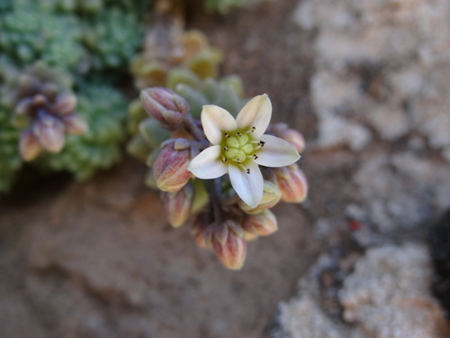 Sedum dasyphyllum dasyphyllum