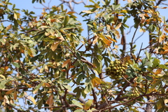 Sapindus emarginatus