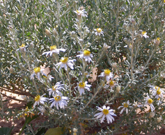 Olearia pimeleoides