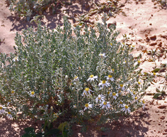 Olearia pimeleoides