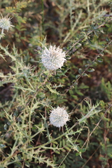 Echinops echinatus