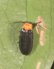 Abscondita cerata