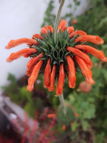 lion's ear