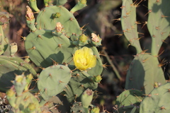 Opuntia stricta