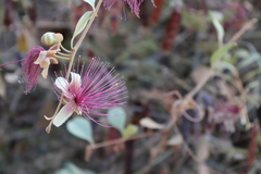Capparis zeylanica
