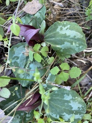 Trillium decumbens