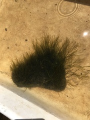 Podostemum ceratophyllum