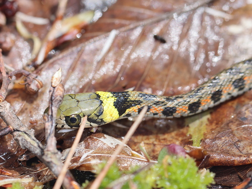 Tiger Keelback