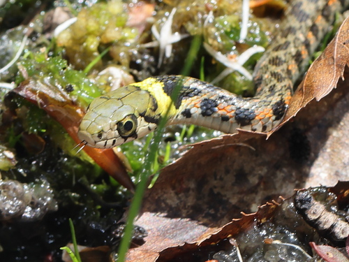 Tiger Keelback