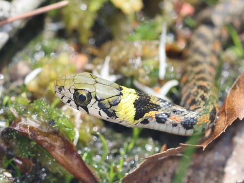 Tiger Keelback
