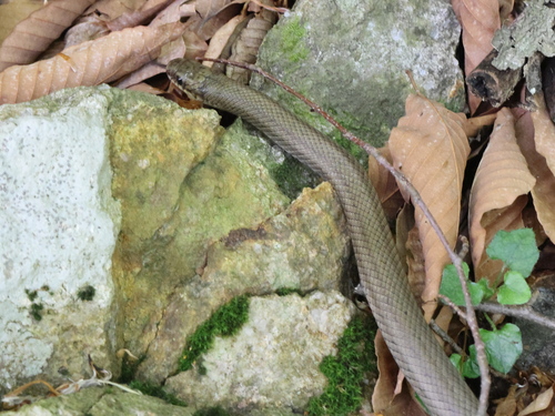 Japanese Forest Ratsnake