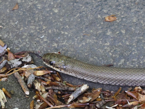 Japanese Forest Ratsnake