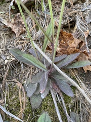 Hieracium venosum