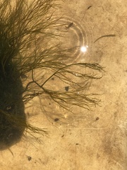 Podostemum ceratophyllum