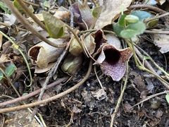 Hexastylis shuttleworthii